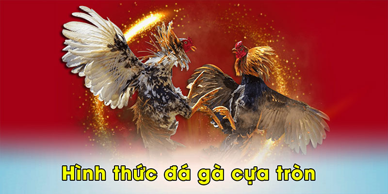Hình thức đá gà cựa tròn